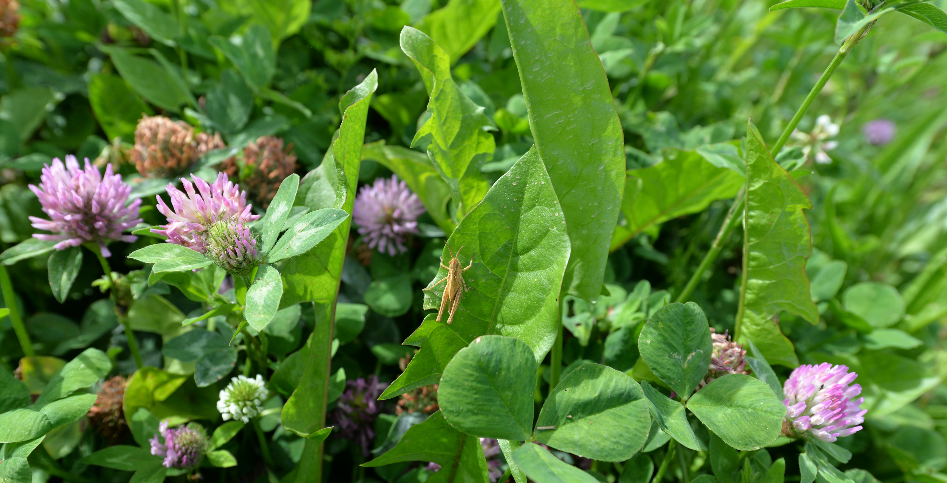 Für unser Wohlergehen und das der zukünftigen Generationen ... Gesundes Produzieren in der Degrowth.